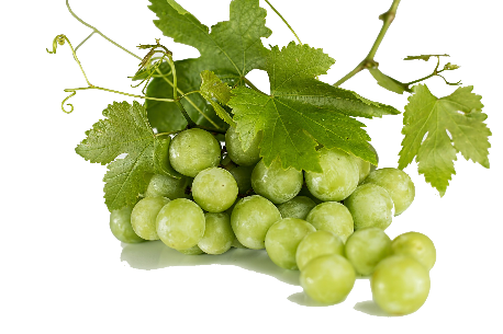 White Grape Juice concentrate 8986