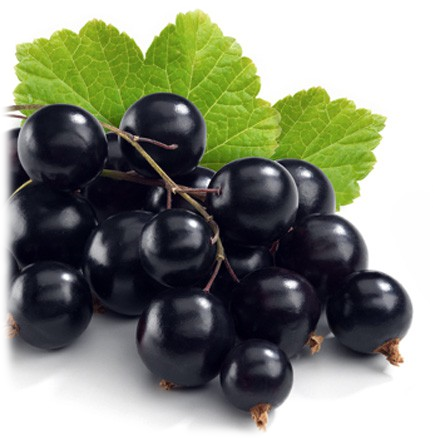 Black Currant Juice Concentrate