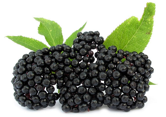 Elderberry Juice Concentrate