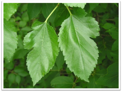 Instant Mulberry Leaf Extract Powder