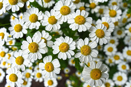 Chrysanthemum Buds Flower