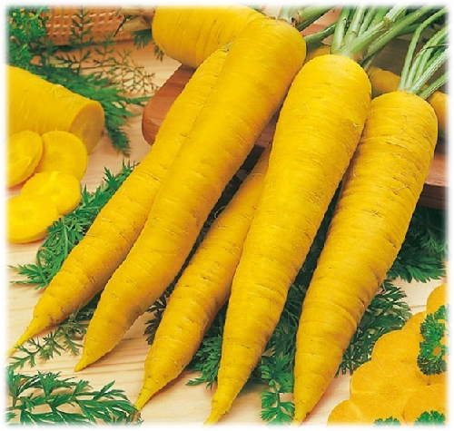 Yellow Carrot Juice Concentrate